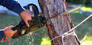 How Our Tree Care Process Works  in  Oshkosh, WI