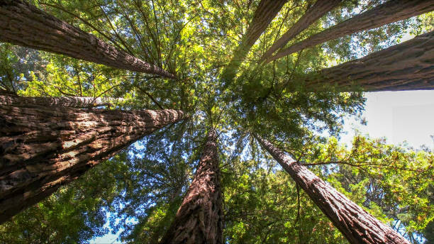 Best Tree Risk Assessment  in Oshkosh, WI