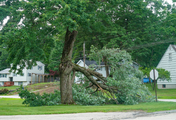 Best Tree Maintenance Programs  in Oshkosh, WI