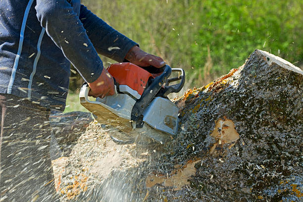 Best Root Management and Removal  in Oshkosh, WI