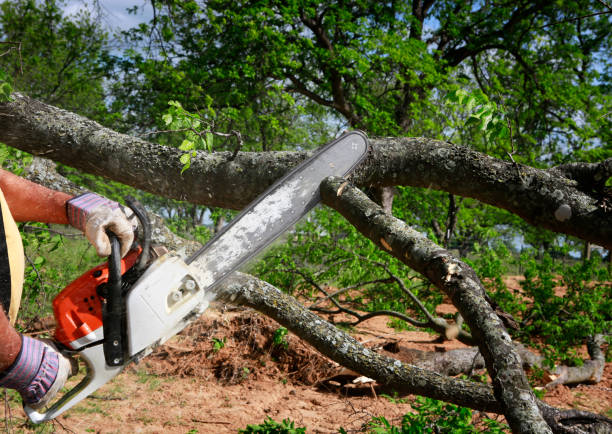 Best Lot and Land Clearing  in Oshkosh, WI